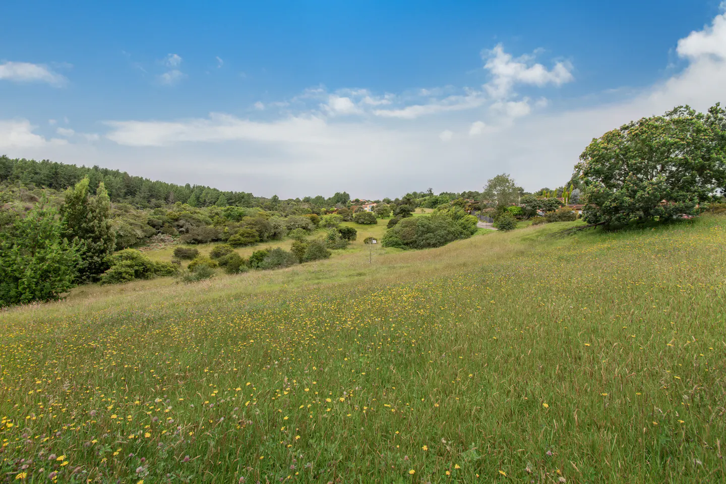Rolling green field with yellow wildflowers, trees, and a blue sky with white clouds.