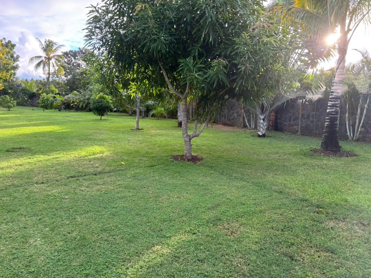 Lush green lawn with trees, including palms, under a bright sky. A stone wall borders the property.
