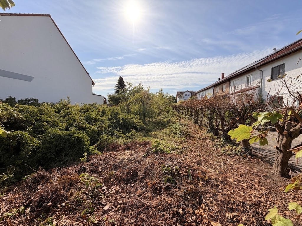 A sunny backyard with a path covered in dry leaves, bordered by dense green hedges and white residential buildings. [AI-generated text]
