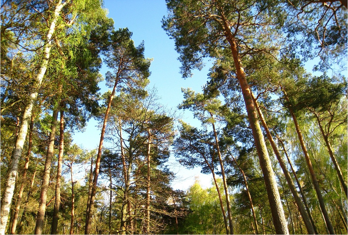 Forstbetrieb in Südböhmen