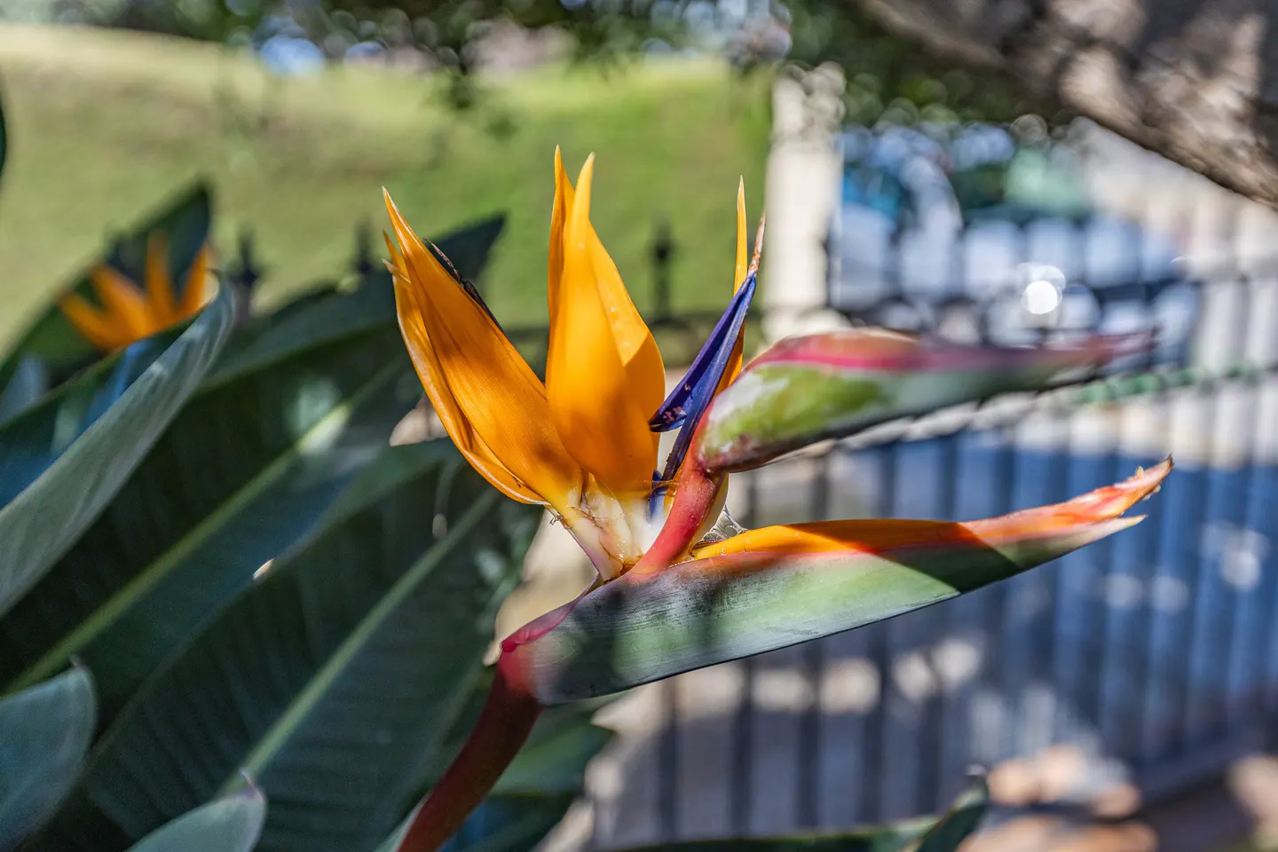 Close-up of a Bird of Paradise flower with orange petals and blue accents, set against a blurred garden and fence backdrop.