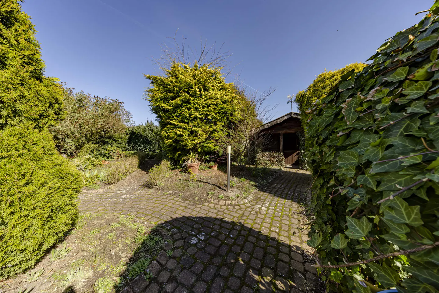 A backyard with a brick path leading to a small wooden shed, surrounded by green trees and ivy.