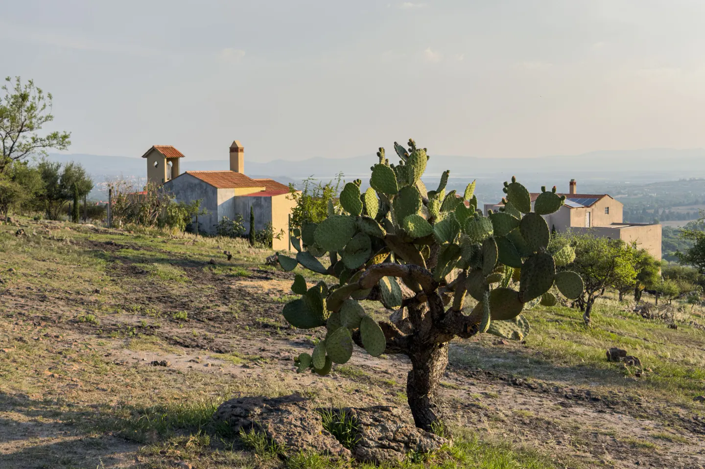 Landscape view of a green cactus in front of a beige house with a red roof on a grassy hill.