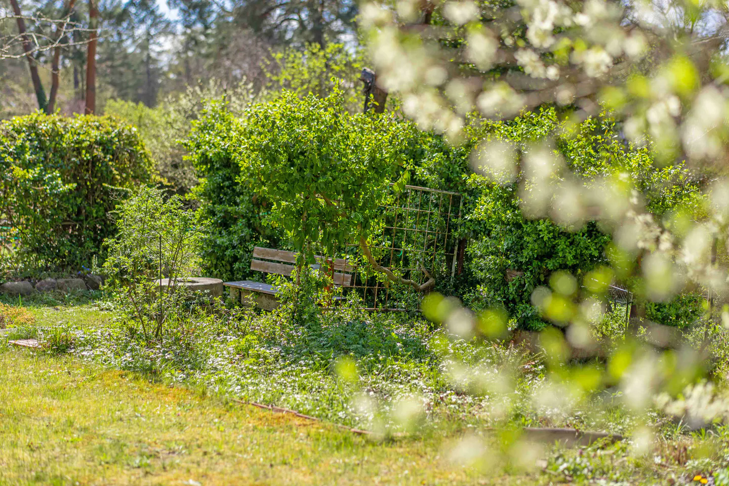 A wooden bench sits in a lush green garden, surrounded by trees and bushes. A metal trellis stands behind the bench. White blossoms are blurred in the foreground.