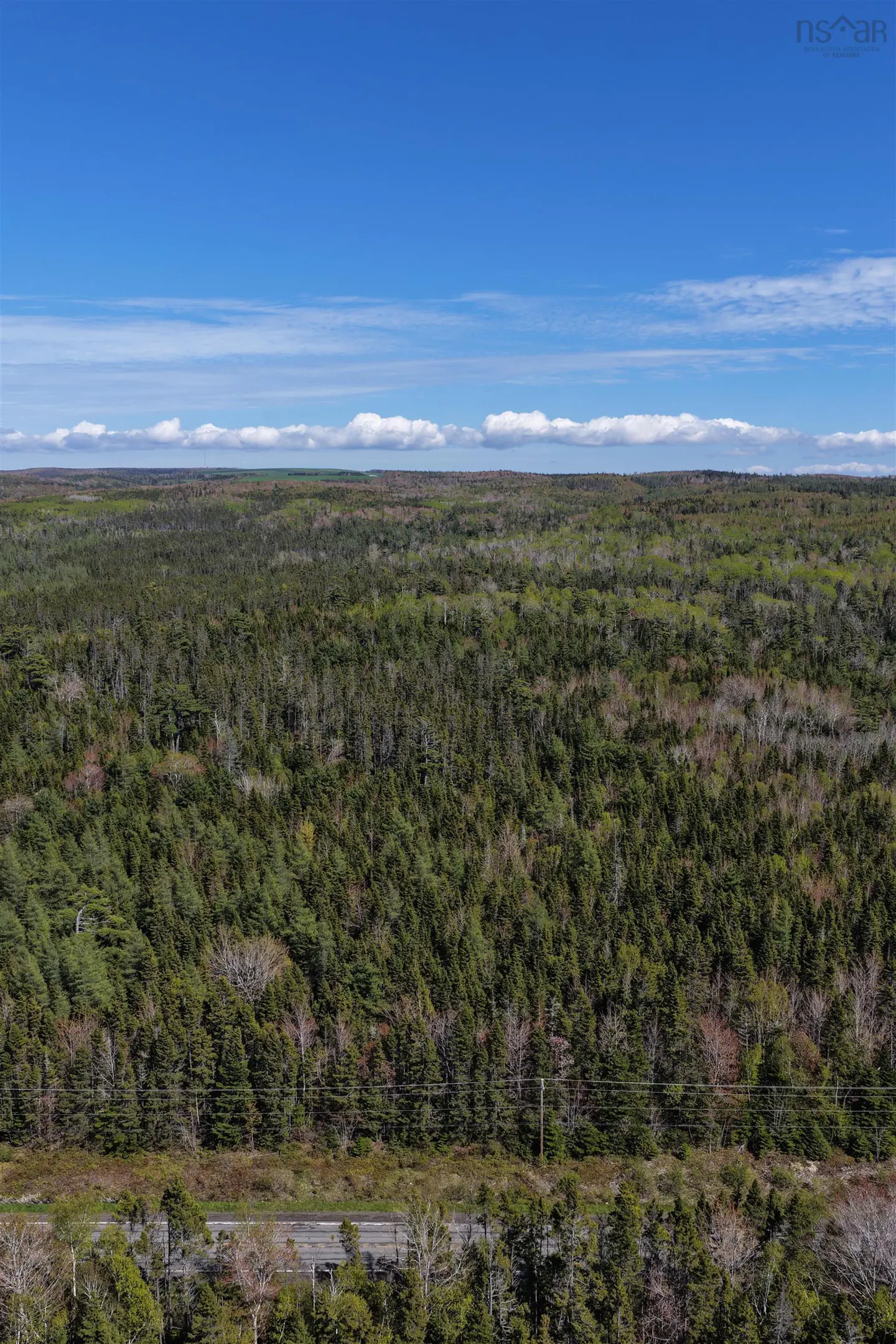 Aerial view of a vast, dense green forest under a bright blue sky with a thin line of clouds on the horizon.