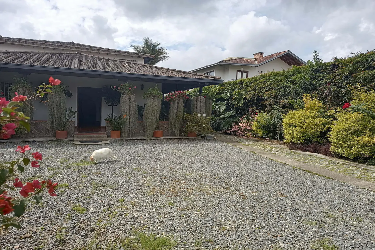 Exterior view of a house with a gravel driveway, lush greenery, and a white dog sniffing the ground. The house has a tiled roof and a covered porch with hanging plants.