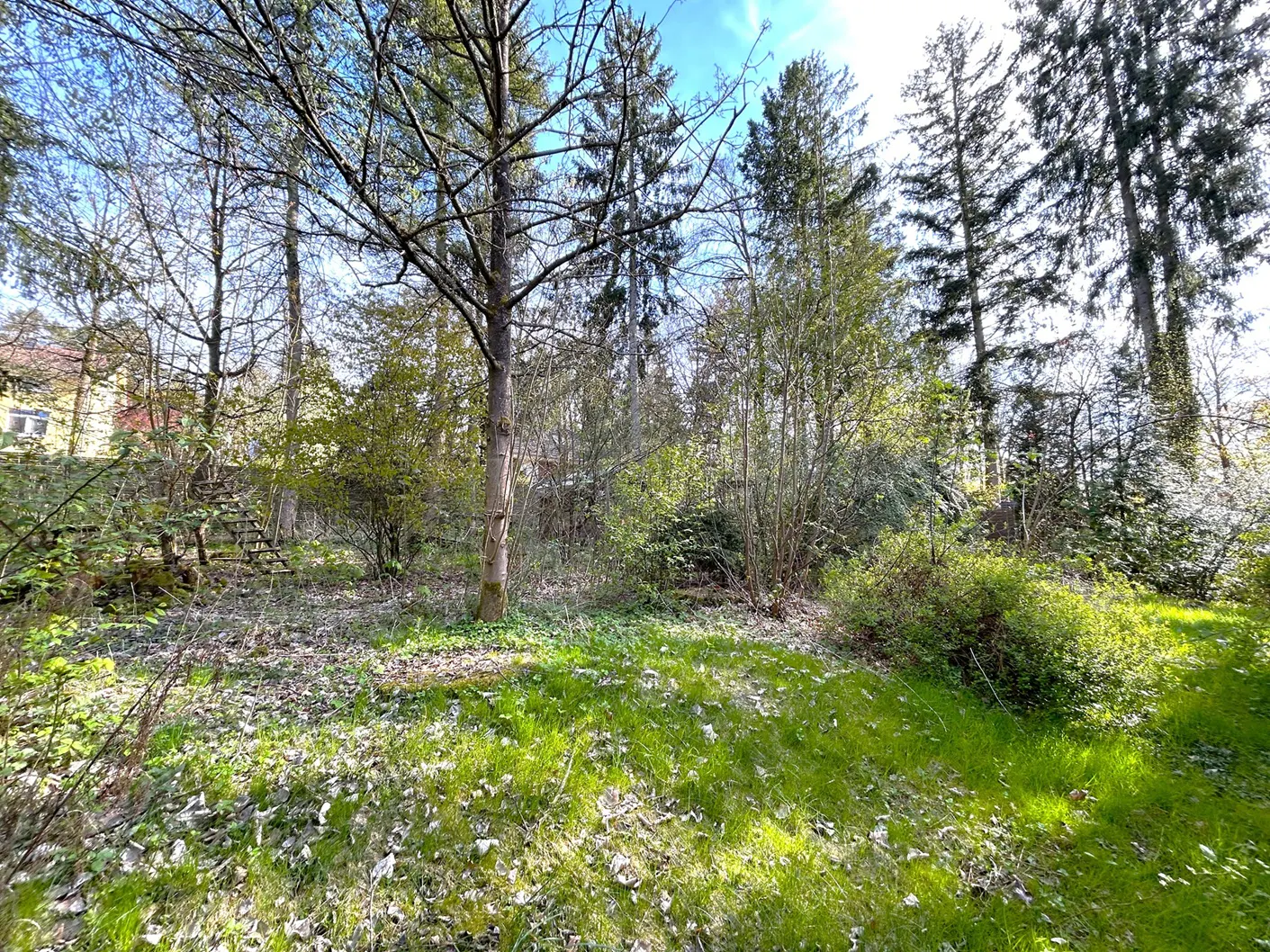 Lush green lawn with scattered leaves, surrounded by trees and bushes under a blue sky.
