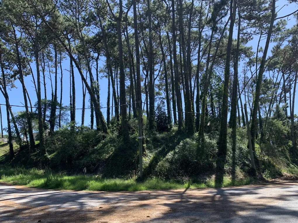 A wooded lot with tall trees and green undergrowth, viewed from a paved road on a sunny day.