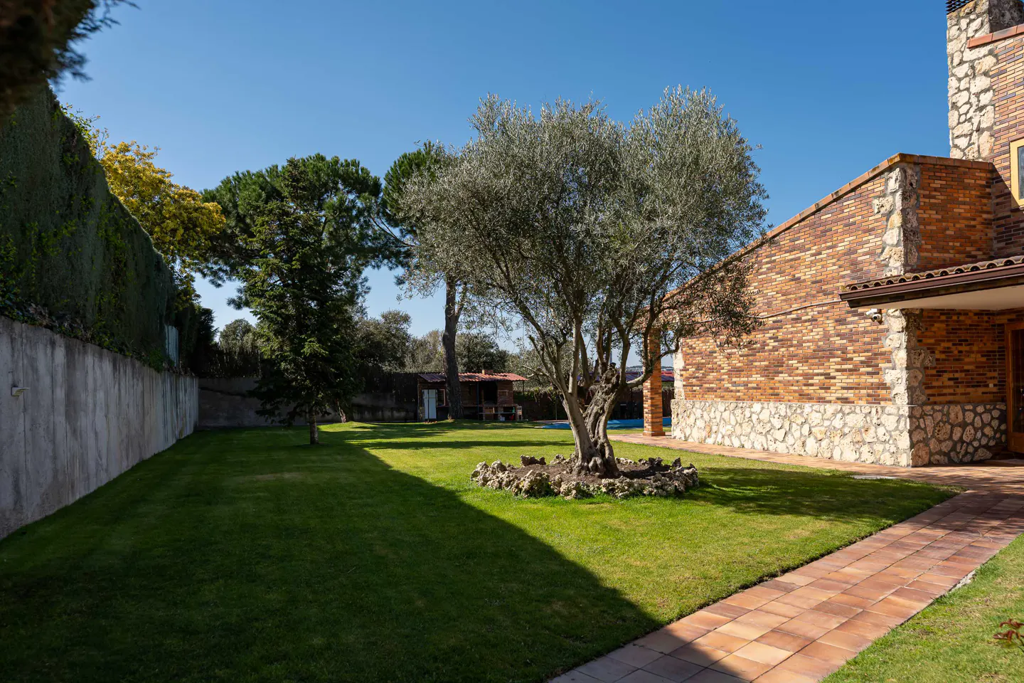 A lush green lawn with a mature olive tree in the center, next to a brick house and a stone-lined walkway.
