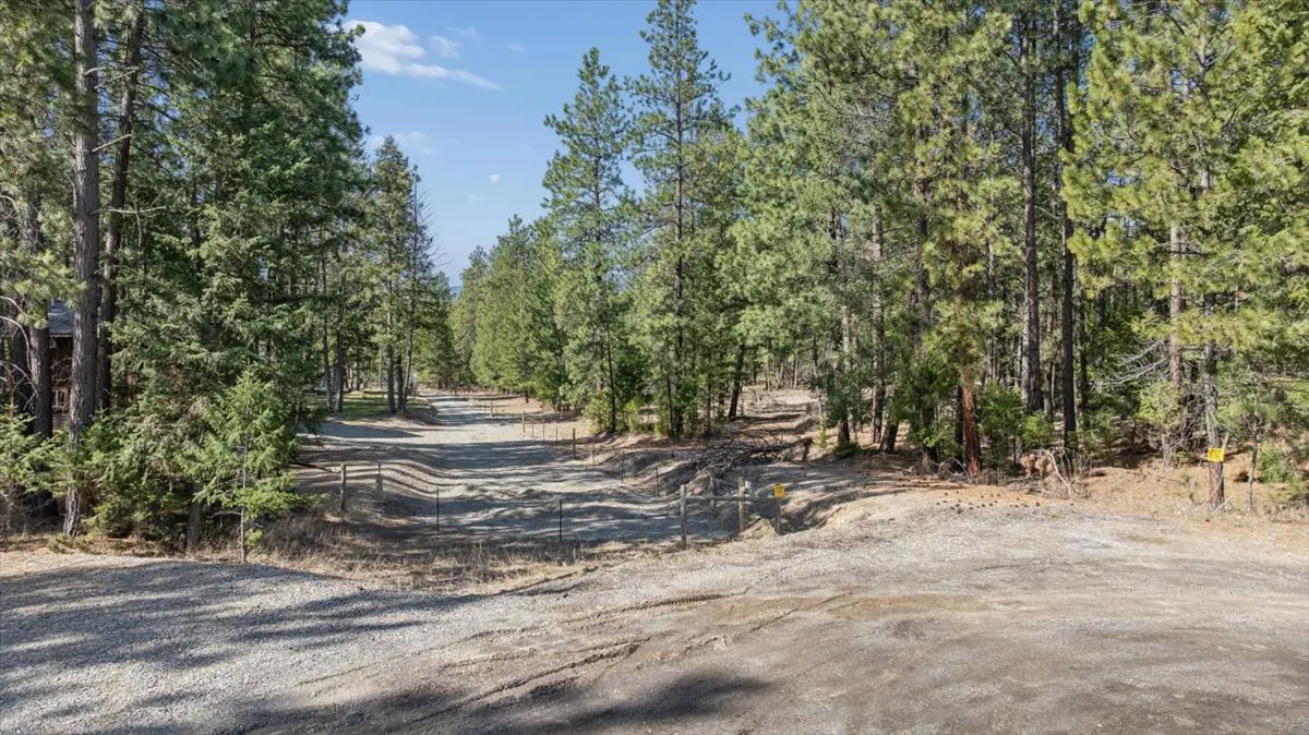 Gravel driveway leading to a wooded property with tall green pine trees under a blue sky.