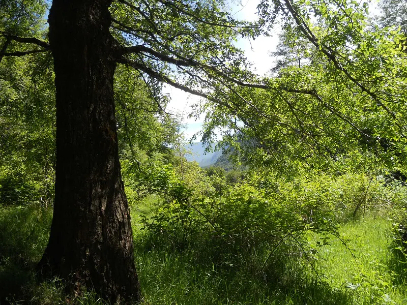 A large tree trunk stands in a lush green forest with a mountain view in the distance.