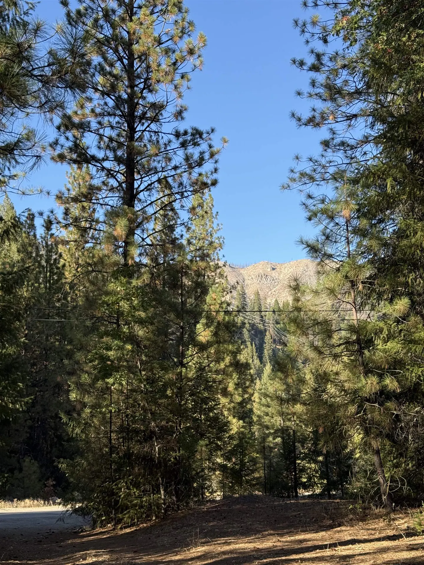 A view of a mountain peak framed by tall pine trees under a clear blue sky, with a dirt foreground.