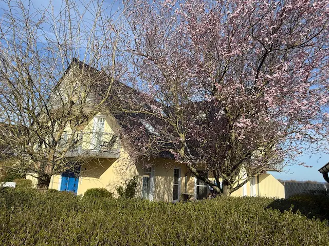 A yellow house with a blue door is partially obscured by trees with pink blossoms.