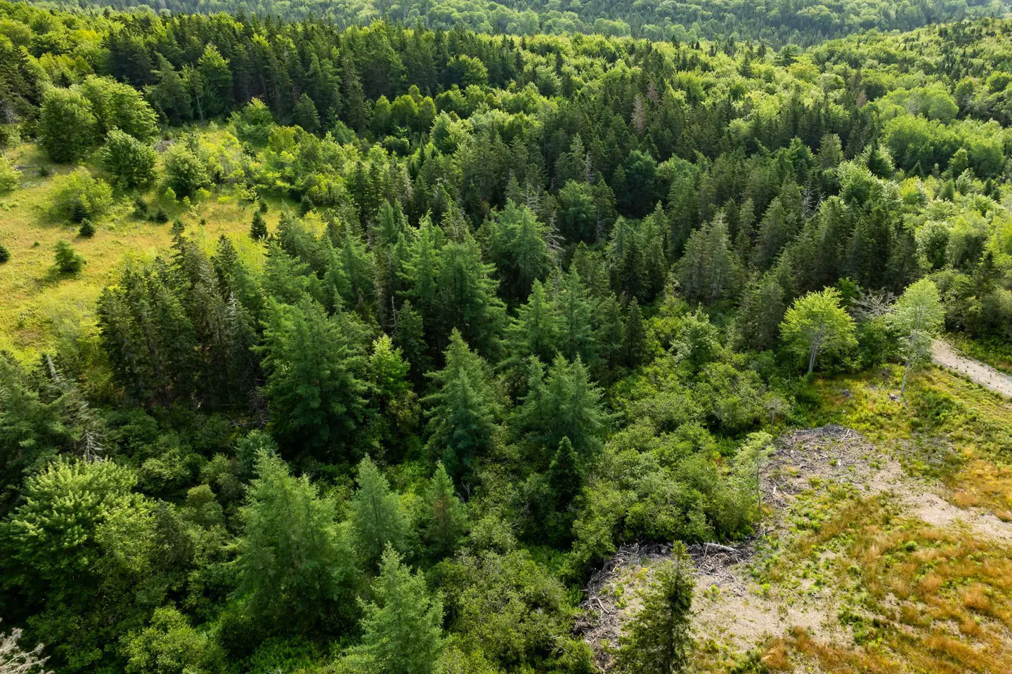 Aerial view of a dense green forest with mixed trees and a clearing on the right.