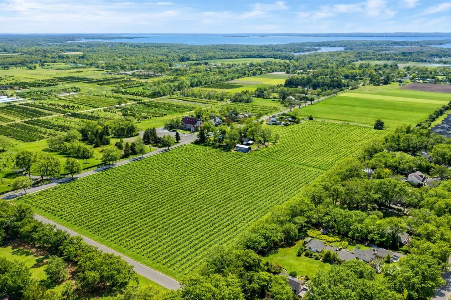 Aerial view of a lush green vineyard with rows of grapevines, surrounded by trees and farmland under a blue sky.