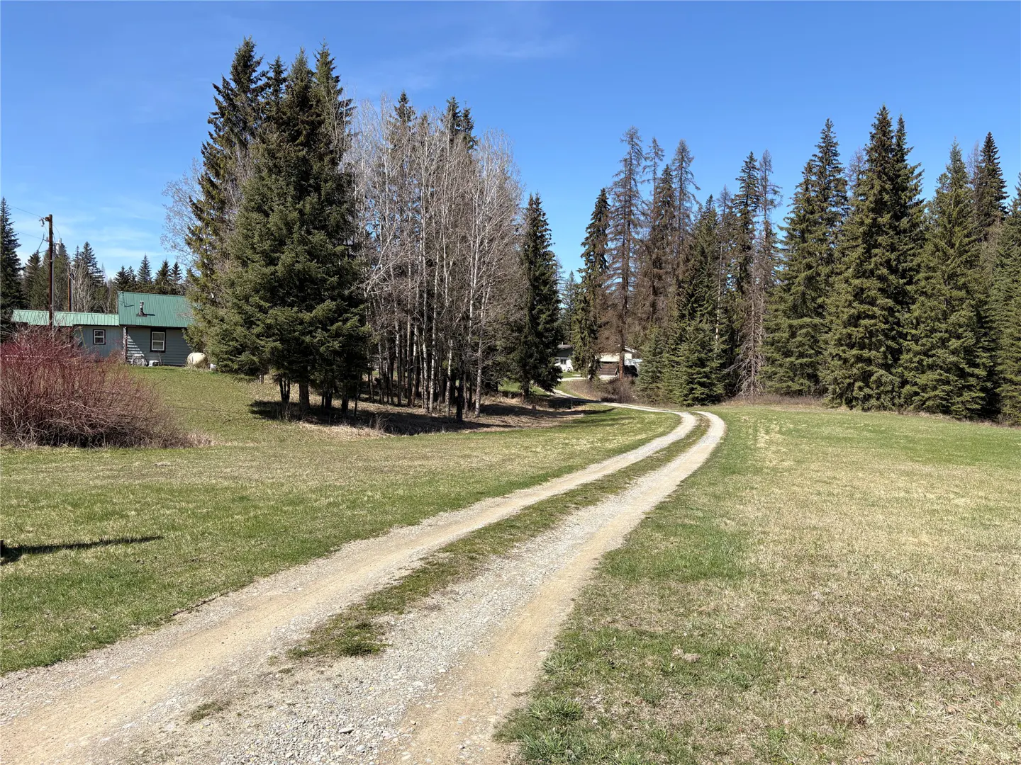 Gravel driveway leads to a green-roofed house surrounded by tall pine and birch trees under a clear blue sky.