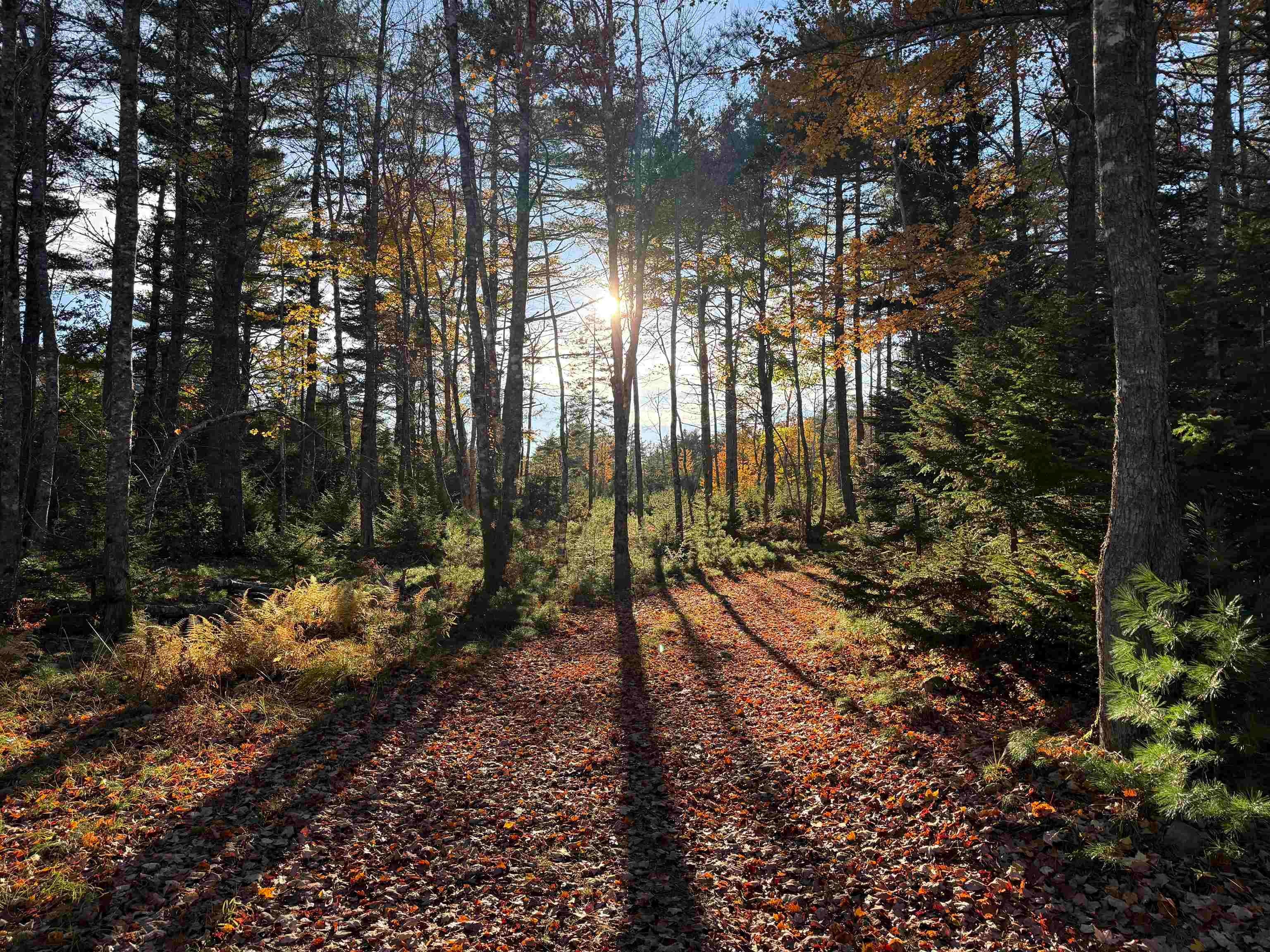 3.33 Acres of Private Woodland in Martins River