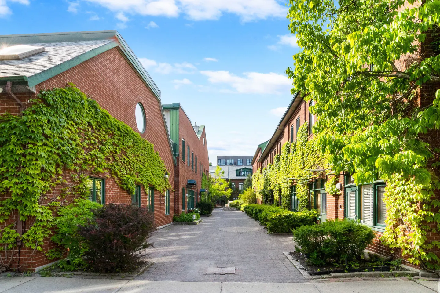 A paved walkway between two red brick buildings covered in lush green ivy under a bright blue sky.
