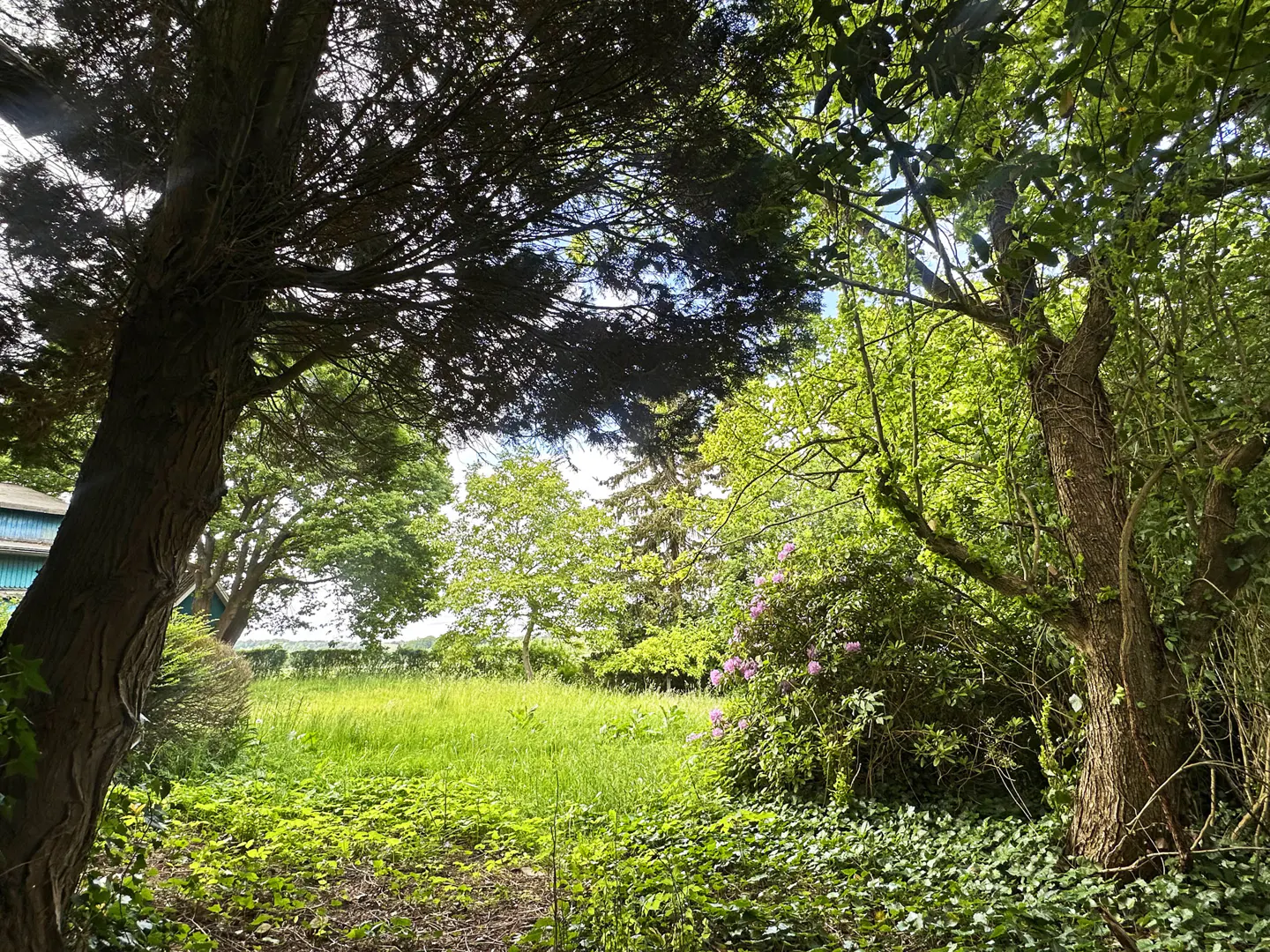 A lush green garden framed by large trees, with a patch of tall grass and a flowering pink bush in the center.