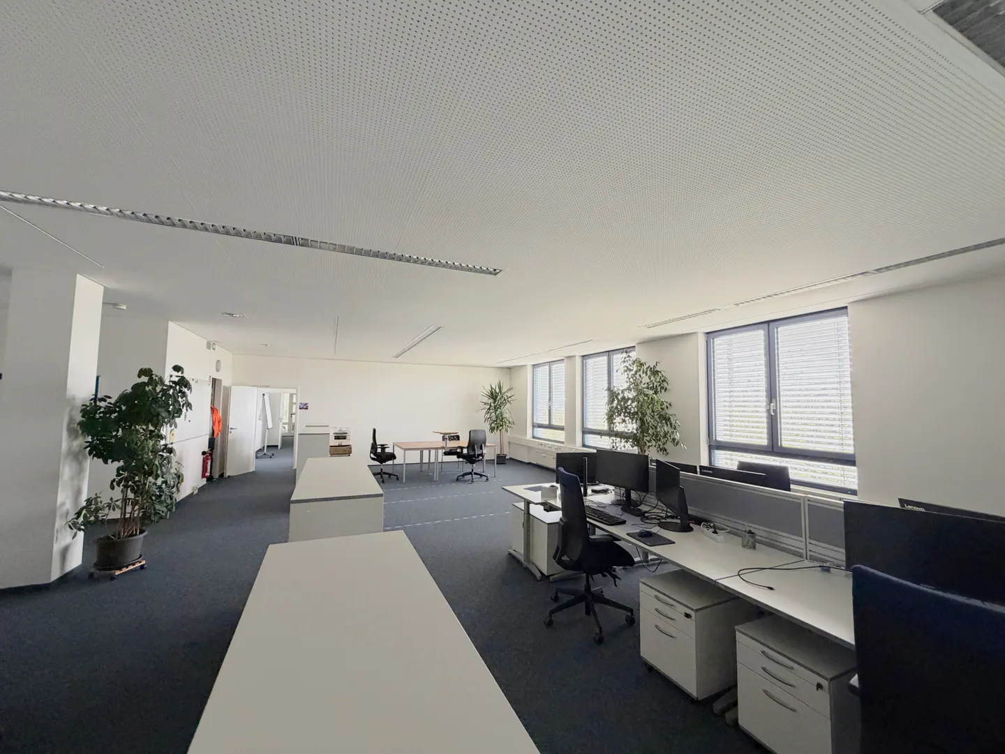 Bright, empty office space with white desks, black chairs, and large windows. Potted plants add greenery to the blue carpeted floor.
