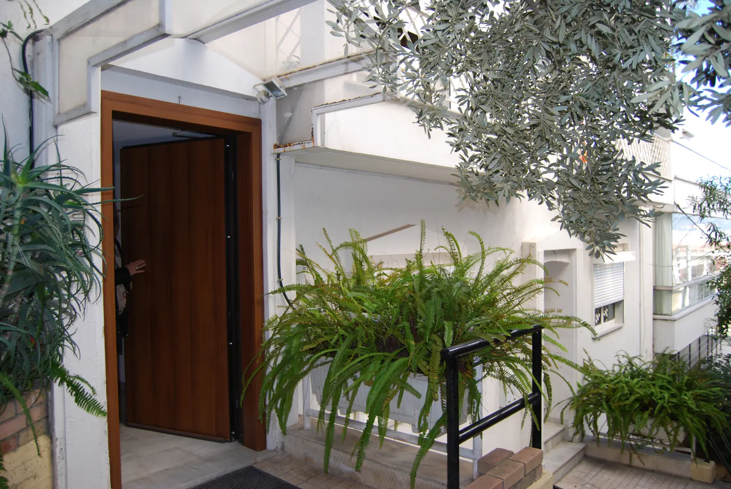 Entrance to a white building with an open wooden door, potted ferns, and an olive tree.