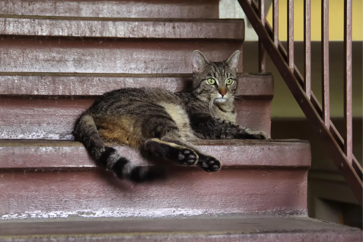 A tabby cat with green eyes lounges on weathered, pink-painted stairs with a metal railing.