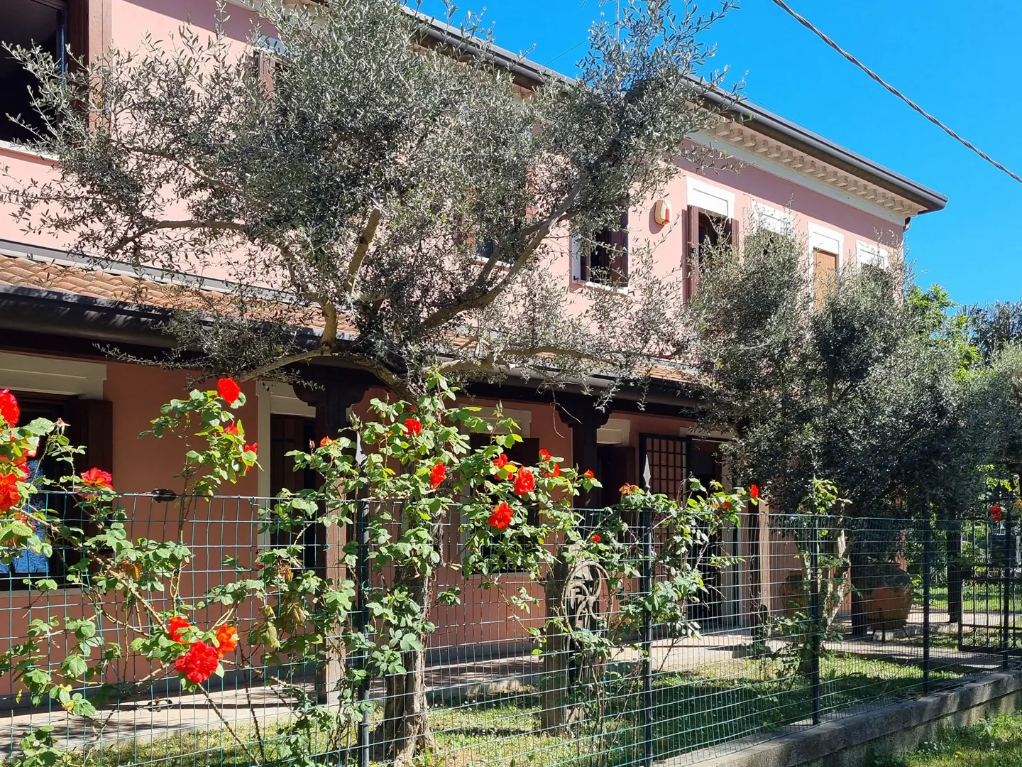 Two-story pink house with brown shutters and a green wire fence with red roses. Olive trees are in the yard.