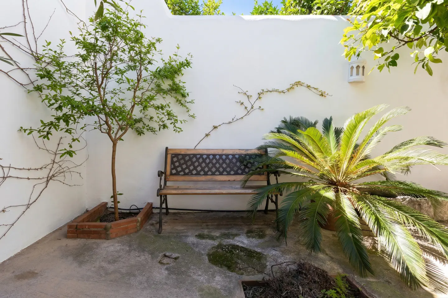 A courtyard with a wooden bench against a white wall, framed by green plants and a small tree.