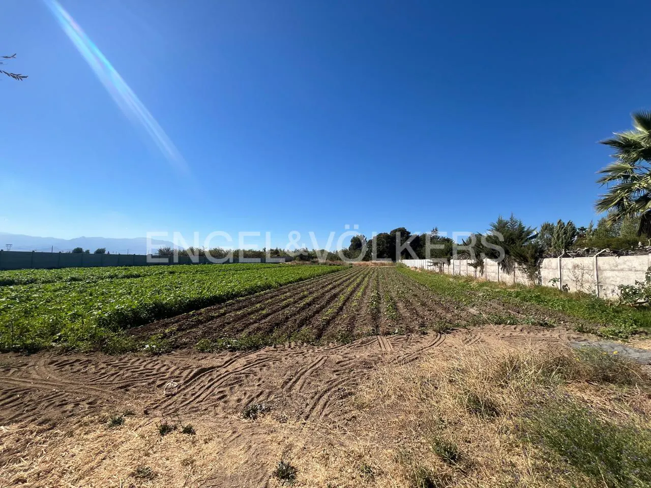 A sunny, wide shot of a farm field with rows of crops, bordered by a concrete wall and trees under a clear blue sky.