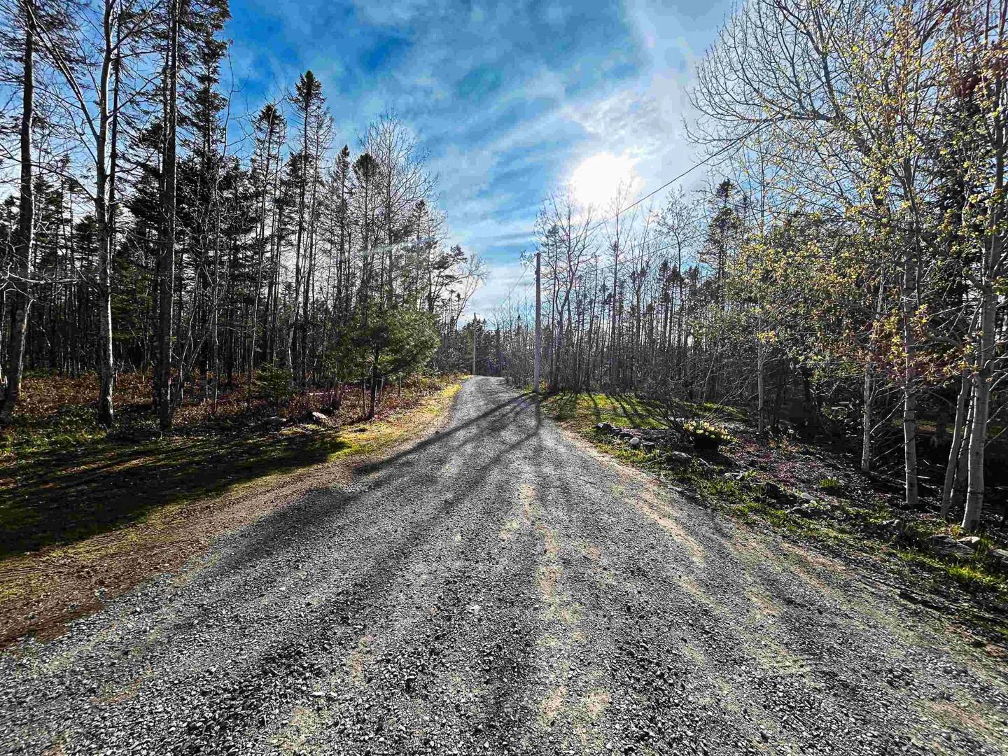 Gravel driveway leading to a wooded area under a bright, sunny sky. Tall trees line both sides of the road.