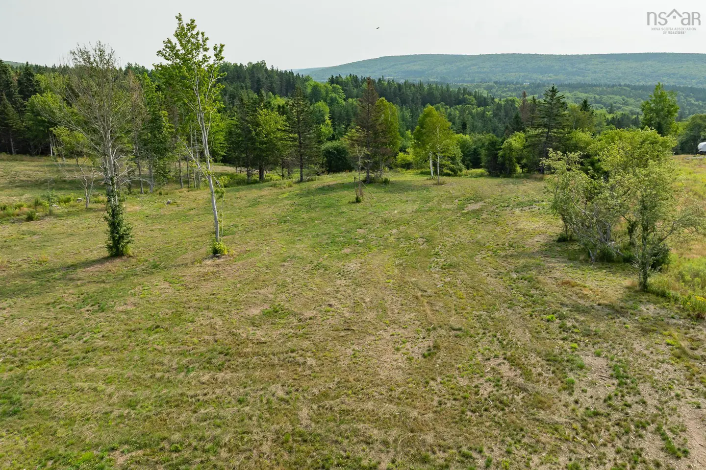 A grassy field with scattered trees and a forest in the background.