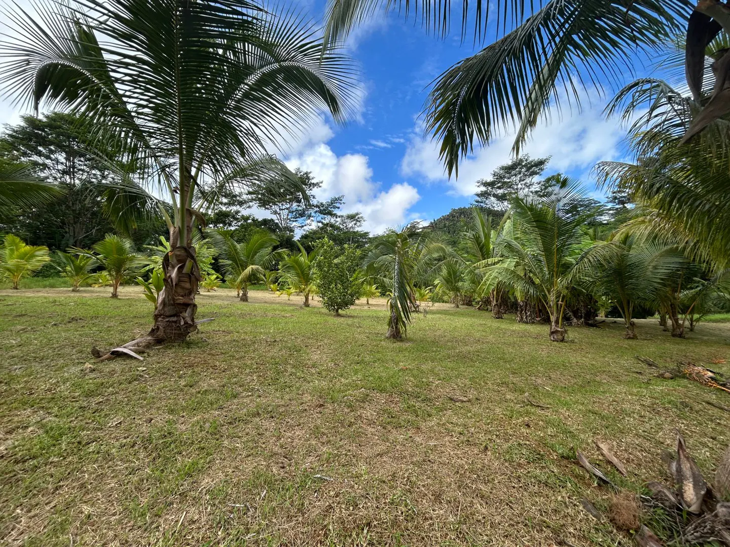 Lush green lawn with palm trees under a blue sky with white clouds. Tropical paradise.
