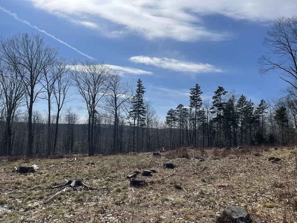 Land for sale with tree stumps in a field under a blue sky with wispy clouds.