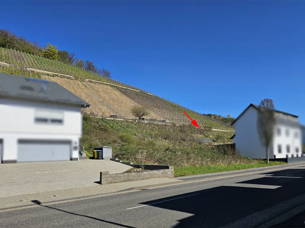 Vineyard on a hillside under a blue sky, with a road and blurred houses in the foreground. A red arrow points to a spot on the hill.