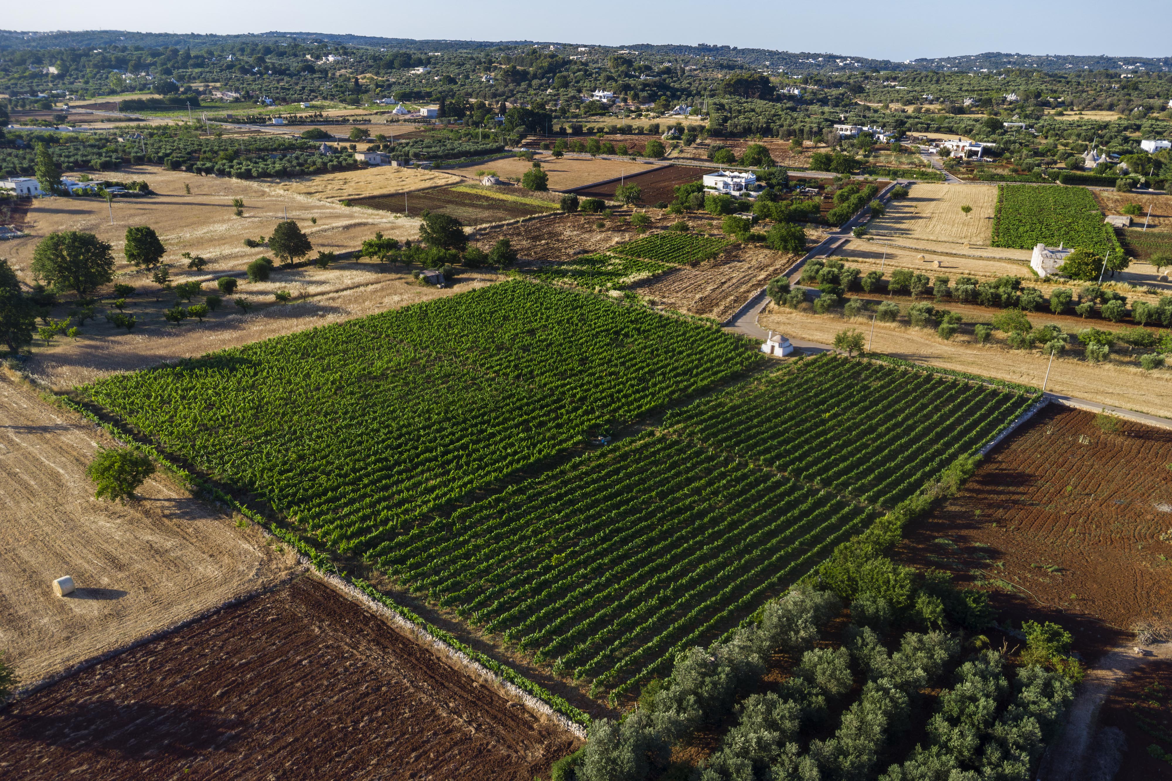 Vigneto con potenzialità edificatorie nel cuore della Valle d’Itria