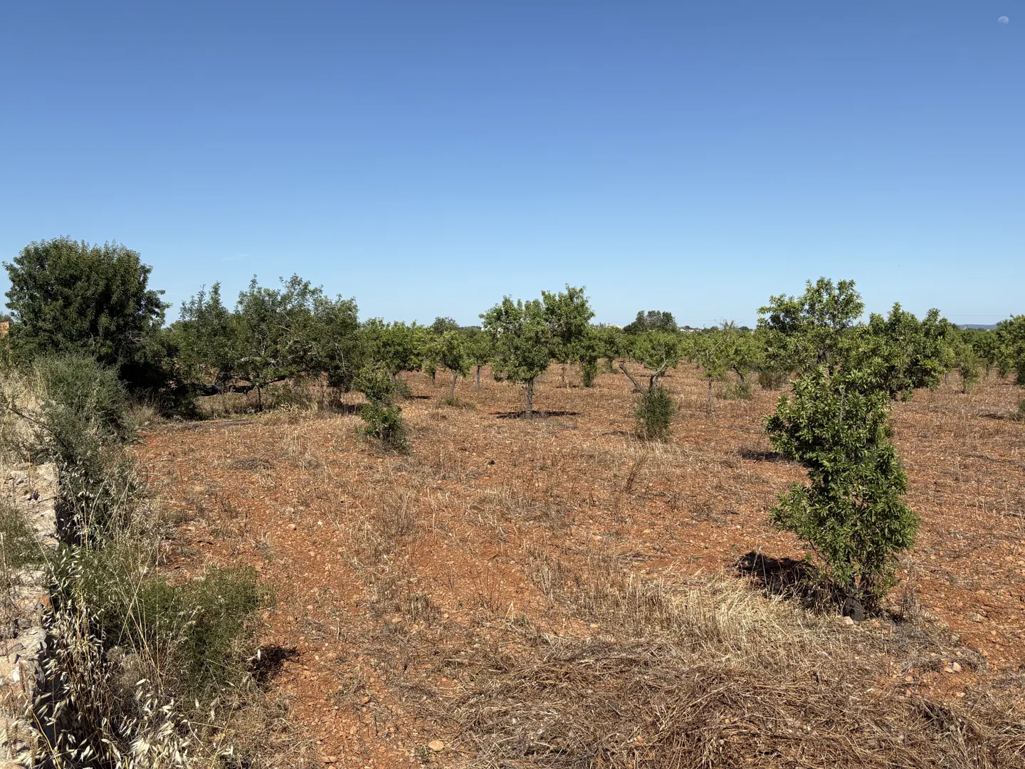 A landscape view of an orchard with rows of trees under a clear blue sky. The ground is dry and reddish-brown.