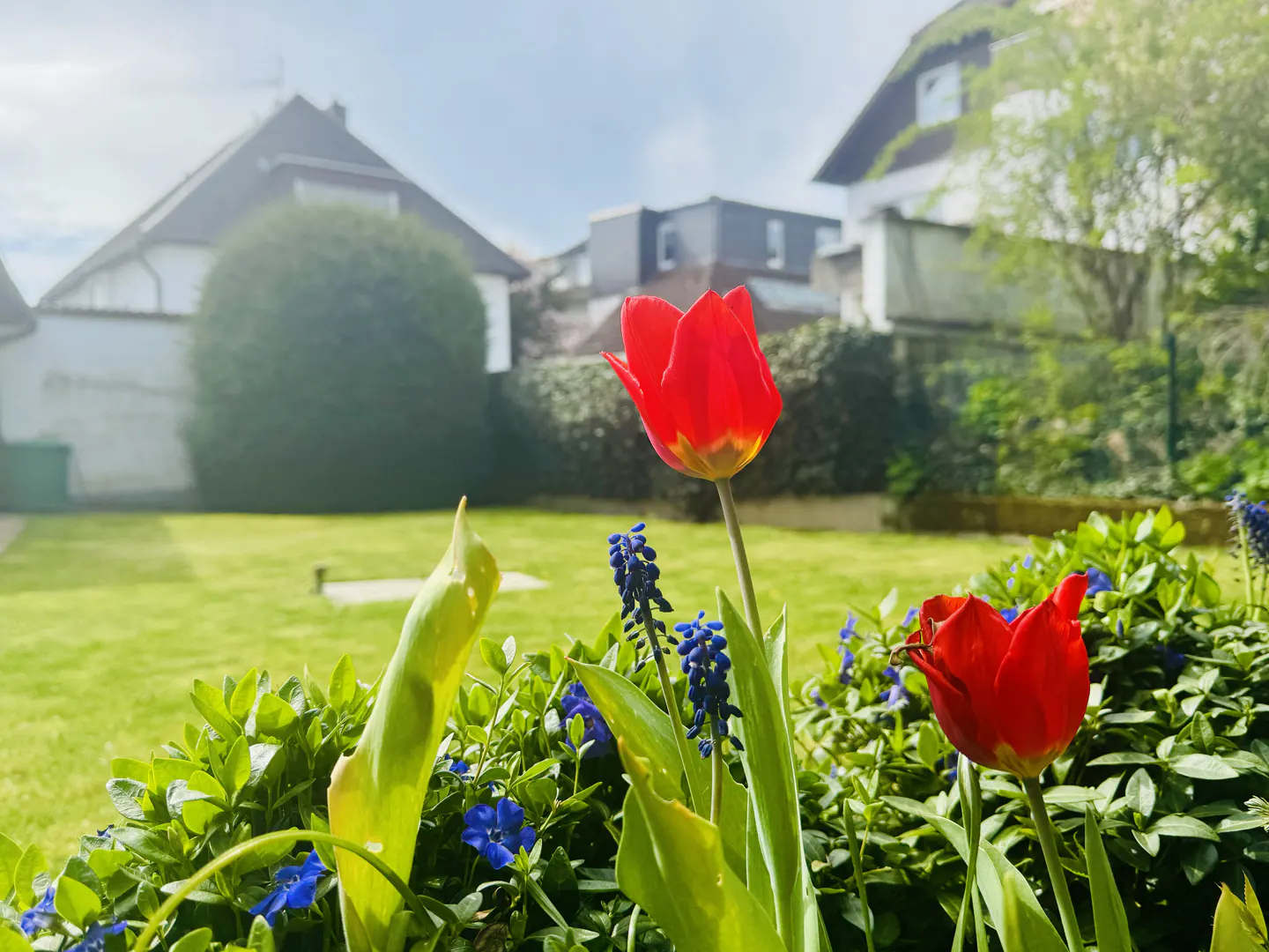 A close-up of red tulips and blue flowers in a garden, with houses and a green lawn in the background.