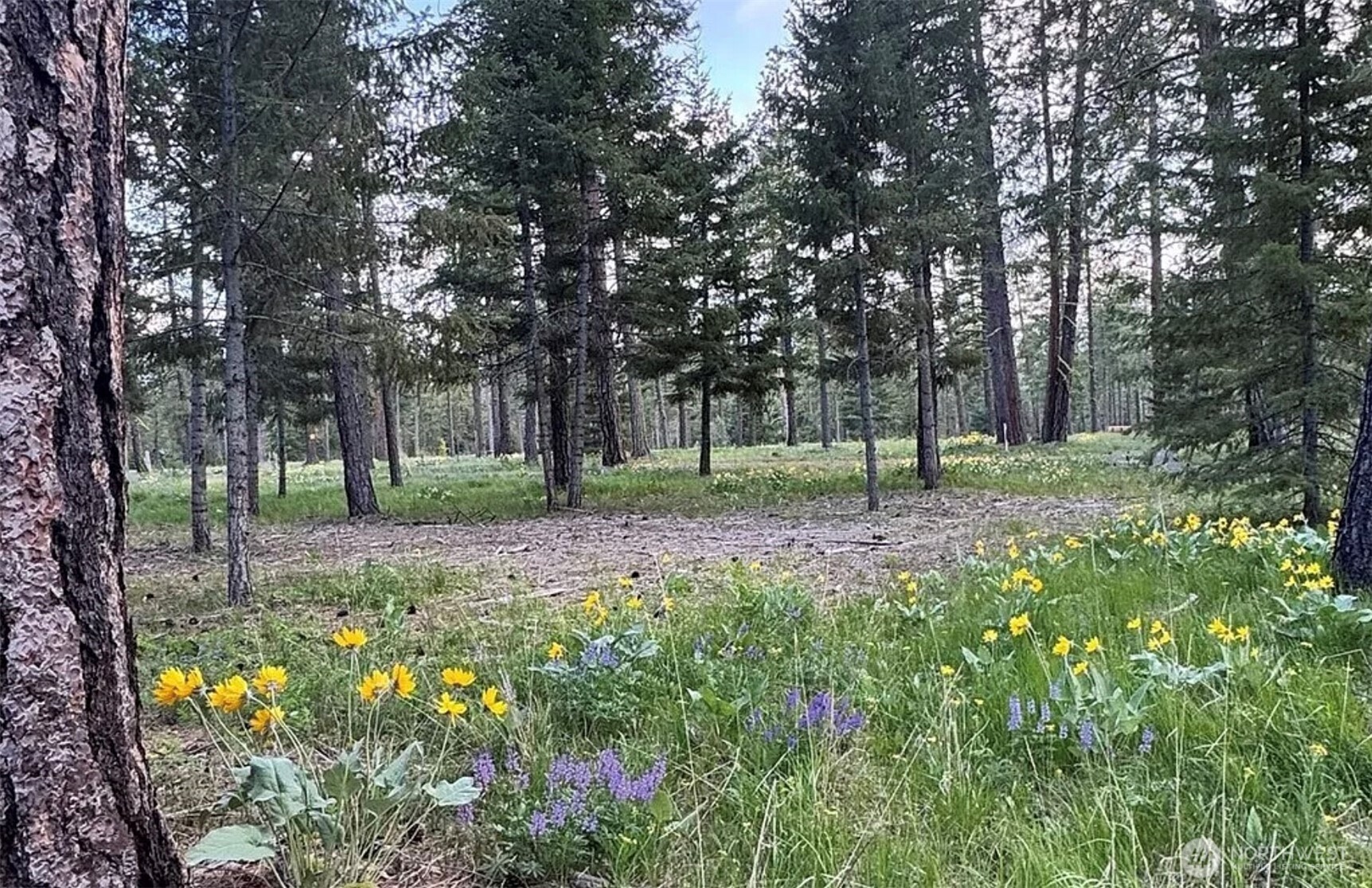 A forest clearing with tall pine trees, featuring a foreground of yellow and purple wildflowers in green grass.