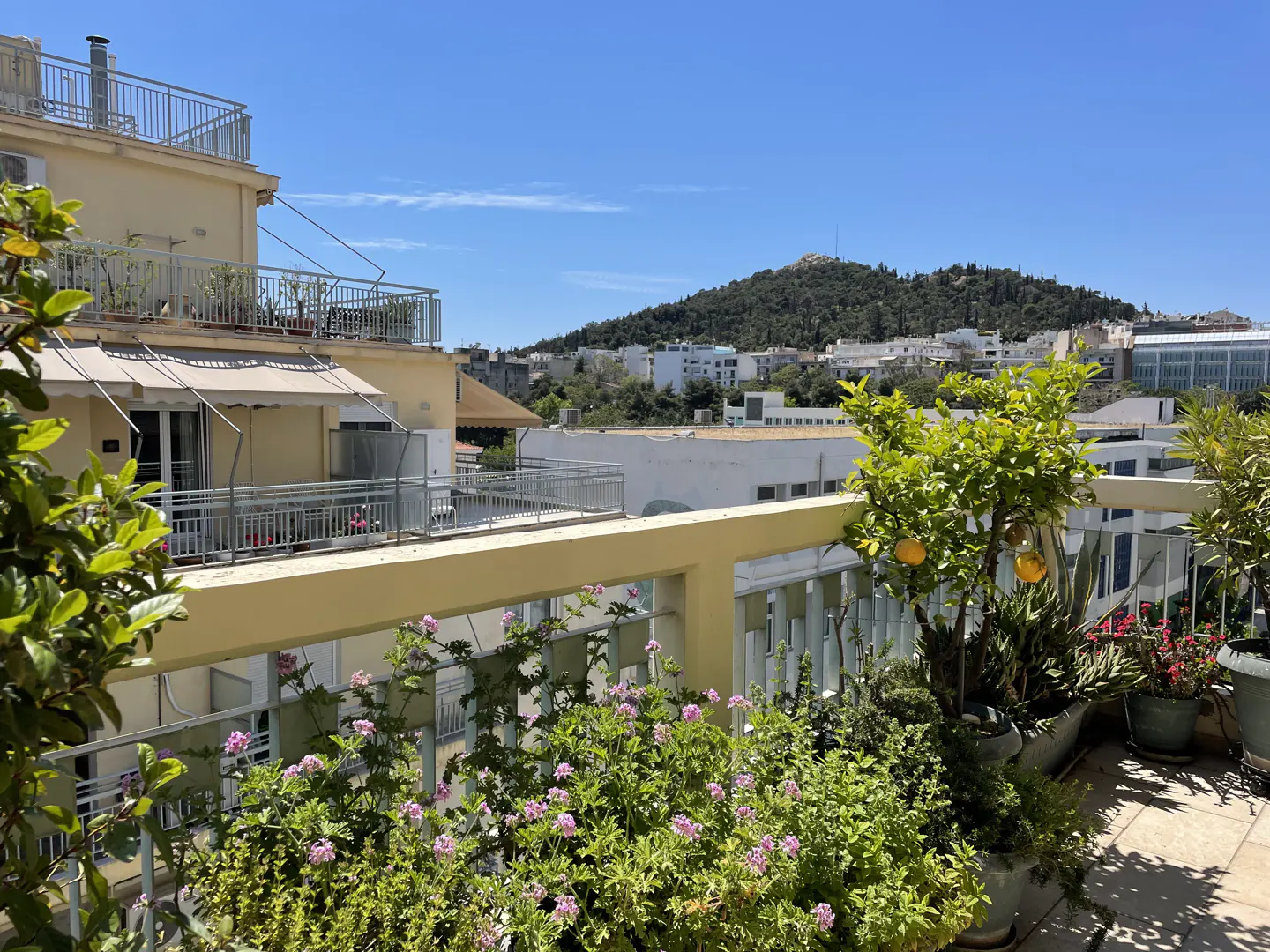Balcony view with potted plants, pink flowers, and a lemon tree. Buildings and a hill are visible in the background under a blue sky.