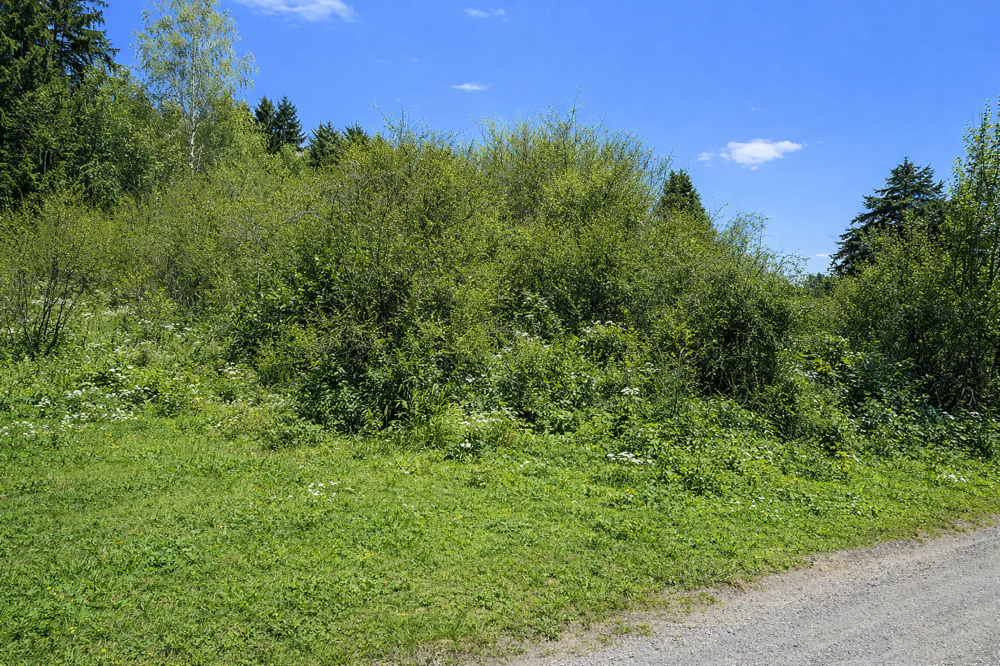 Lush green hillside with dense bushes and trees under a bright blue sky. A gravel path runs along the bottom right corner.