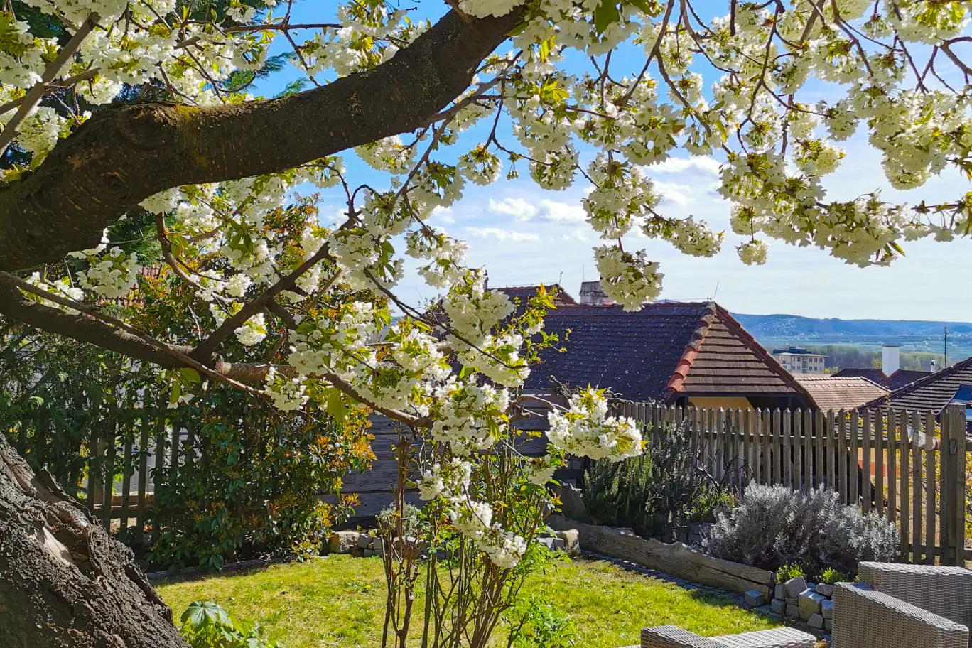 A sunny backyard with a blooming tree, green grass, and a wooden fence. A red-tiled roof is visible in the background.