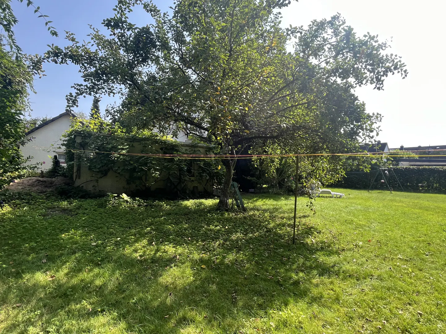 A sunny backyard with a large tree, green grass, and a clothesline. A building covered in vines is in the background.