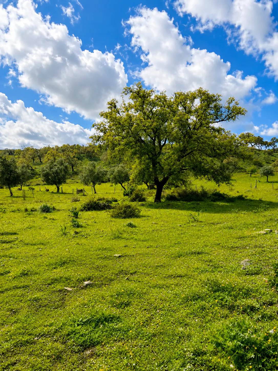 A large green tree stands in a vibrant, grassy meadow under a bright blue sky with fluffy white clouds.