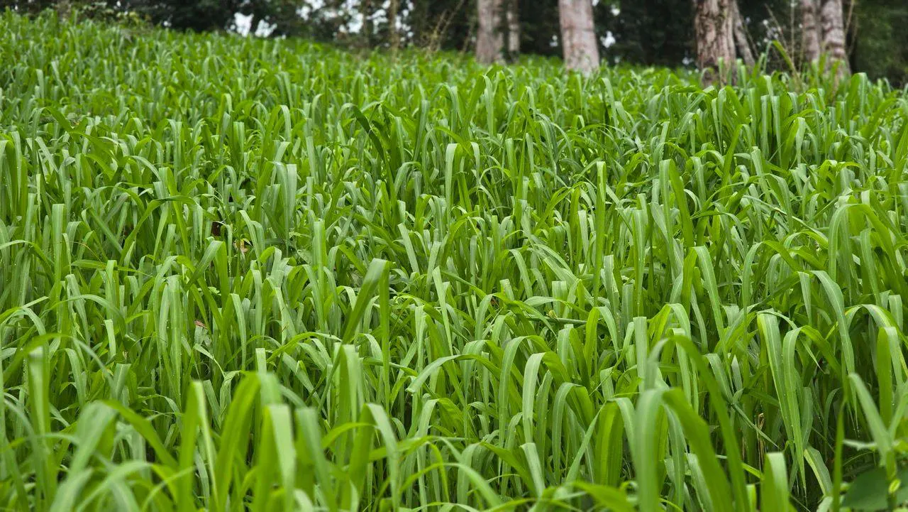Lush green field of tall grass, with trees visible in the background.