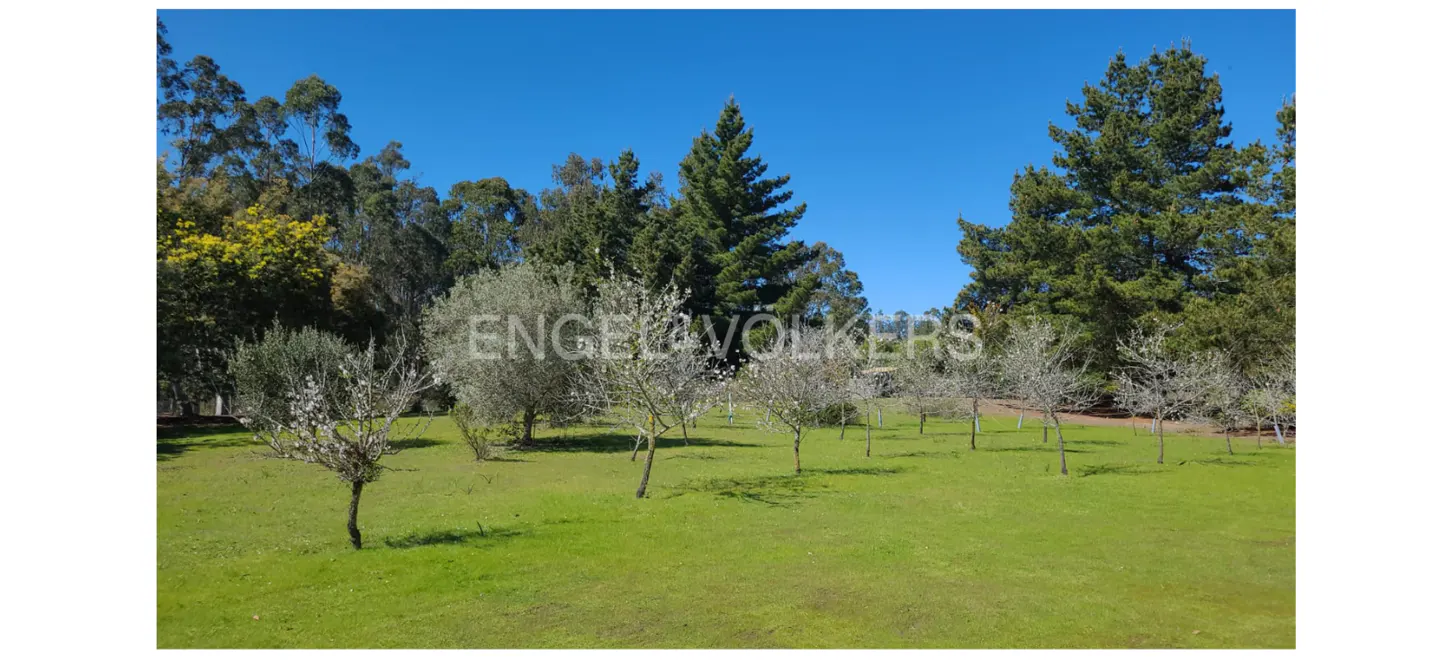 Lush green lawn with young trees and tall pines under a clear blue sky. Engel & Volkers logo is subtly overlaid.