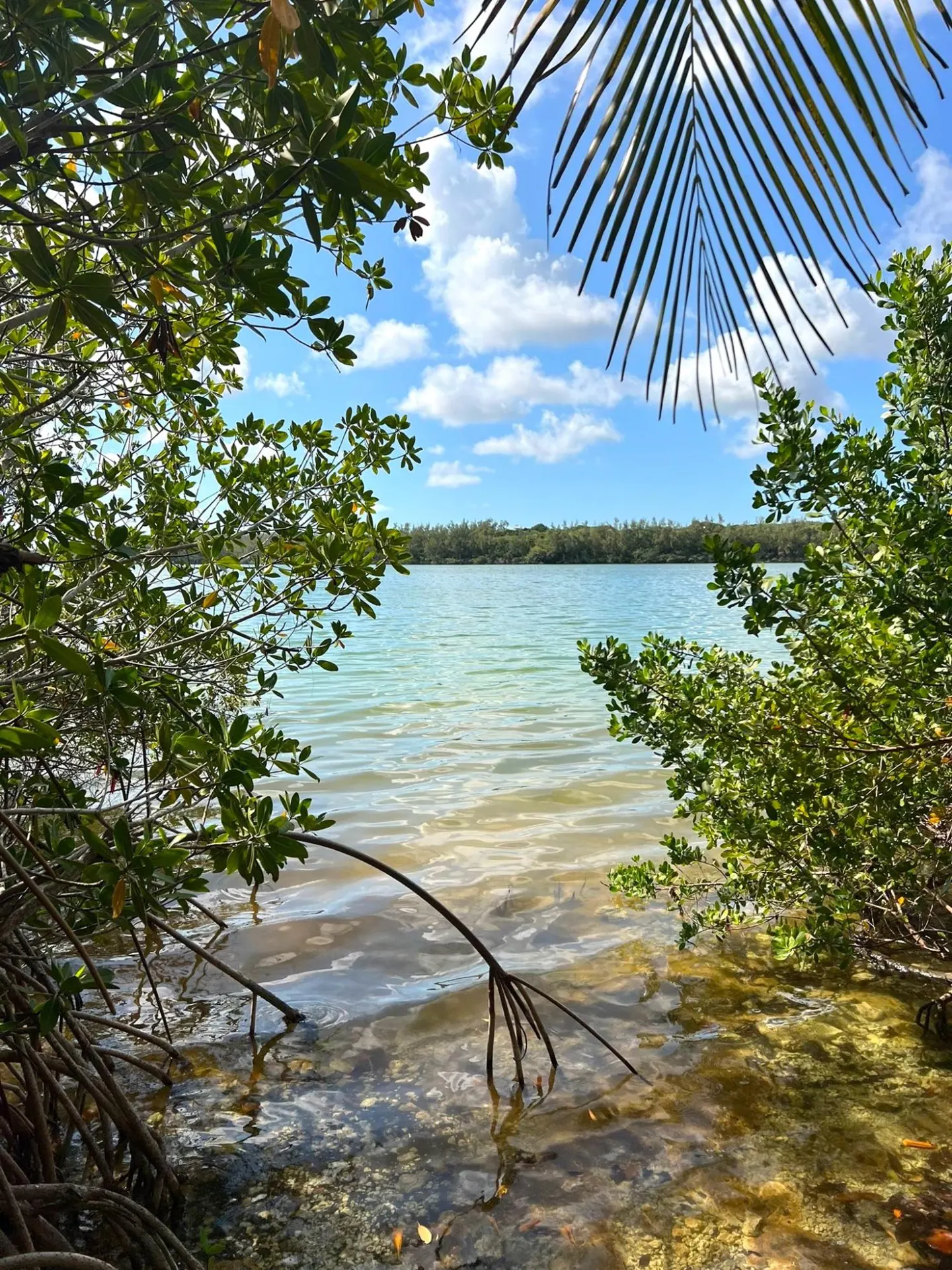 A scenic view of a calm, light green lake framed by lush green trees and a palm frond against a blue sky with white clouds.