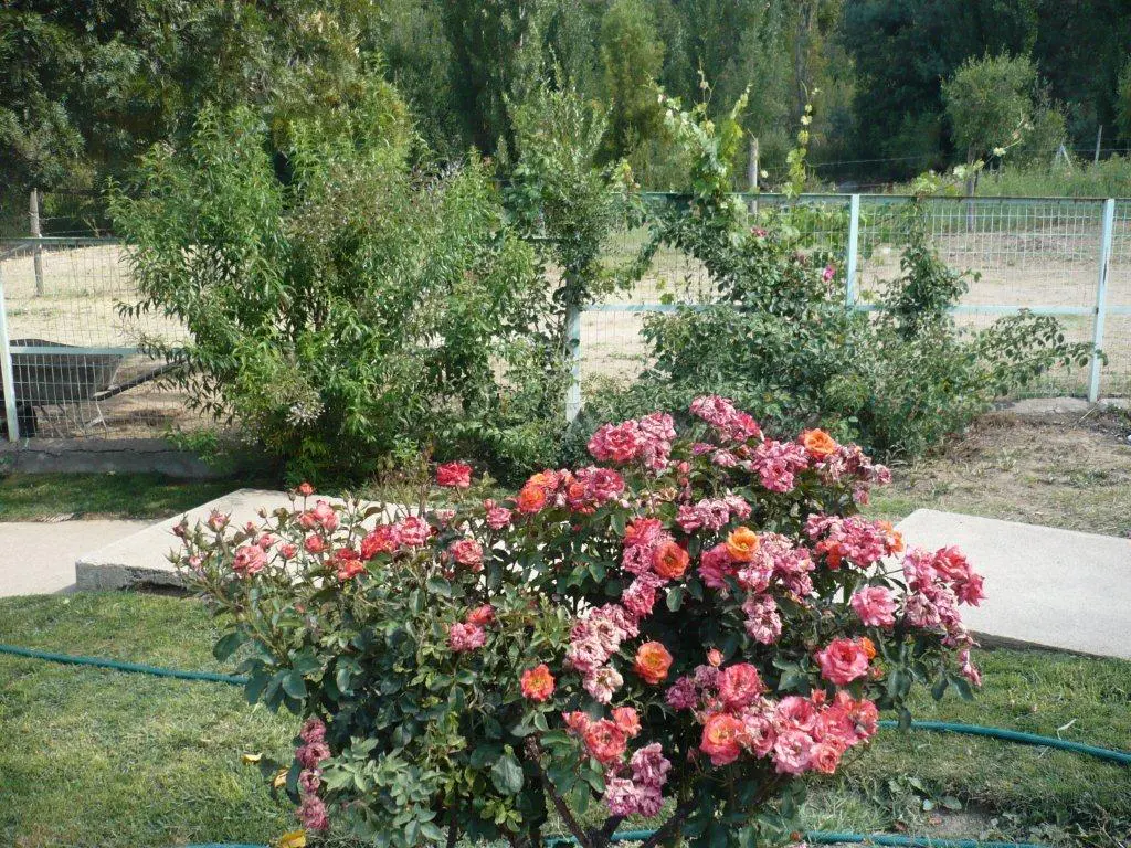 A rose bush with pink and orange flowers in a garden with green grass and trees.