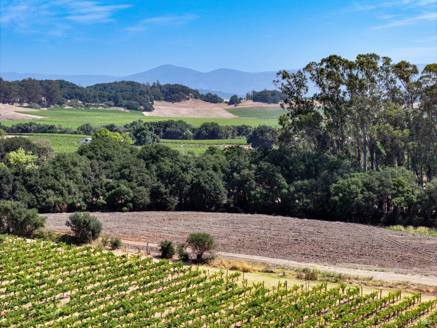 Nestled in Vineyards