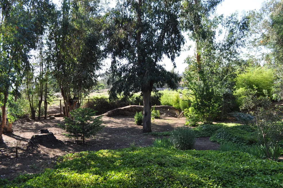 A lush green garden with tall trees and ground cover, creating a peaceful and natural setting.