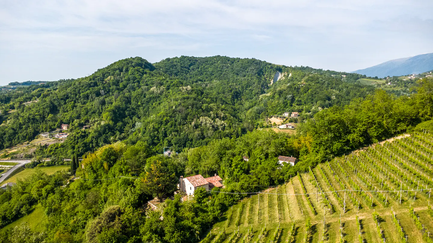 Aerial view of a lush green hillside with vineyards and houses nestled among the trees.